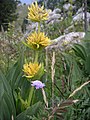 Gentiana lutea (fascicles)