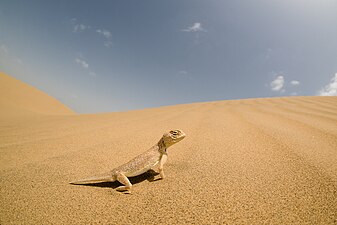 Lézard Bufoniceps laungwalaensis au Rajasthan en septembre 2016.