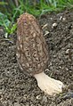 Morchella elata