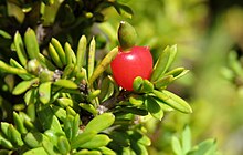 Succulent red aril of Podocarpus nivalis in Arthur's Pass National Park. The arils are edible, and have a sweet but resinous flavour.