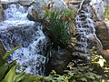 Ein Beispiel für eine der Tausenden von Pflanzen, die im Zoo von San Diego gepflegt werden.