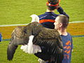 Auburn's War Eagle