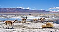 Vicuñas en el Salar de Chalviri en Bolivia. La vicuña (Vicugna vicugna) es uno de los cuatro camélidos sudamericanos. Es una especie silvestre a diferencia de la llama o la alpaca y al igual que el guanaco. La fibra de su lana está entre las más finas del mundo, midiendo 15 micrones de diámetro. Se distribuye en los Andes del noroeste de Argentina, Bolivia, el noreste de Chile, sectores de Ecuador y en las alturas del Perú, país que posee la principal población de la especie y en donde es el animal nacional. Por Kallerna.