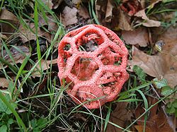 Puna-võrkseen Clathrus ruber