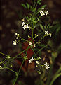 Galium pumilum - Kalkwalstro