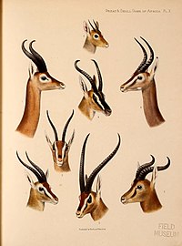 Gazelles et beira.