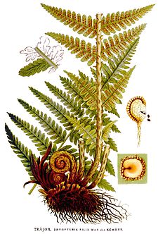 Huk raki-rakip raphinkuna (Dryopteris filix-mas)