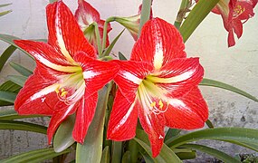 Flores de Hippeastrum mostrando os estames, estilete e estigma.