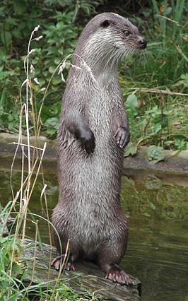 Otter (dier)