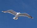 Larus argentatus argentatus