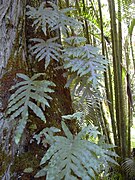 Kultaimarre (Phlebodium aureum)