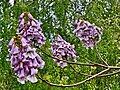 Paulownia kawakamii (en).