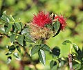 gelb-rote Rosengallen, 2. Septemberhälfte