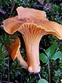 Cantharellus cibarius