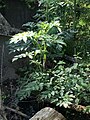 Purple-stemmed Angelica (Angelica atropurpurea) found near Winona, MN, USA. It is approximately 4 ft tall