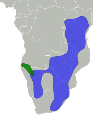 blue: Aepyceros melampus melampus; verde: Aepyceros melampus petersi