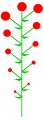 Determinate inflorescence with basipetal maturation