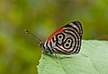 Mariposa Diaethria marchalii, también identificada anteriormente como Diaethria clymena marchalii, en Los Andes Venezolanos. Por Paolo Costa.