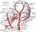 Branches of external carotid artery