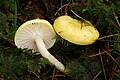 Hygrophorus lucorum