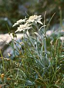 Edelweiss (Leontopodium alpinum).