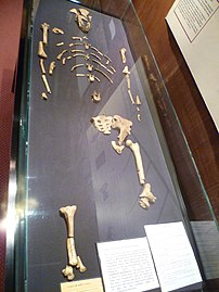 Okostje Lucy, najbolj znani fosil Australopithecus afarensis, v Narodnem muzeju Etiopije