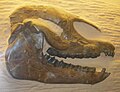 Cranio di Palaeotherium magnum