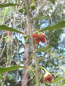 Тамбурисса эллиптическая (Tambourissa elliptica)