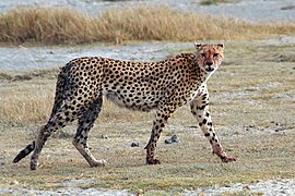 Ghepardo (Acinonyx jubatus).