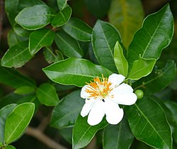 Xylotheca kraussiana (a rosa-canina-africana).