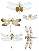 Odonata