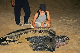 Espécime avistado na praia em 2010