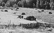 Von August bis Herbst werden in Ushguli (Oberswanetien, Kaukasus) die Weiden für die Viehfütterung im Winter gemäht.