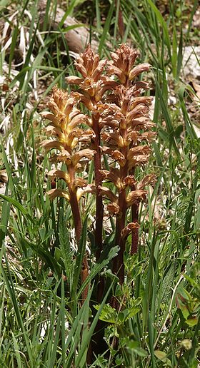 Orobanche lutea