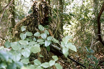 Équipe de franc-tireurs du corps des Marines des États-Unis en tenue de camouflage.