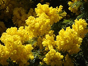 Acacia dealbata (silver wattle)