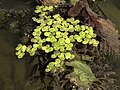 groupements flottants de lentilles d'eau (Spirodela polyrhiza) et cornifle