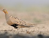 Pallas's sandgrouse