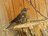 Рябинник (Turdus pilaris)