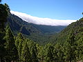 Furur í Caldera de Taburiente á La Palma.