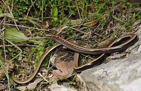 Anguis cephallonica