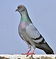 Szirti galamb (Columba livia)