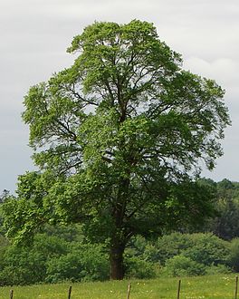 In glêde yp (Ulmus minor)