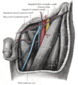 Triángulo femoral izquierdo