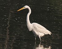 Eastern great egret (Ardea modesta)