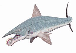 Helicoprion bessonovi selon l'hypothèse d'une mâchoire inférieure prognathe.