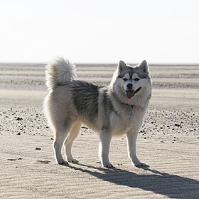 Un pomsky.