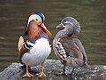 El pato mandarín (Aix galericulata) es una especie de ave anseriforme de vivos colores de la familia Anatidae oriunda de China, Japón y Siberia. Mide entre 41 a 49 centímetros de largo y tiene una envergadura de 65 a 75 centímetros. A diferencia de otras especies, el macho permanece con la pareja apareada hasta que los huevos eclosionan e incluso ayuda en el cuidado de las crías. En China se conocen como Yuan-yang por ser un símbolo de afecto y fidelidad conyugal. Suelen encontrarse en lugares densamente arbolados cerca de lagos, humedales y lagunas. Por Francis C. Franklin.