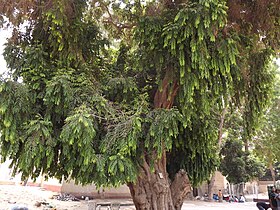 Putranjiva roxburghii (hábito).