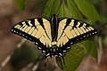 Image 52A tiger swallowtail butterfly (Papilio glaucus) in Shawnee National Forest. Photo credit: Daniel Schwen (from Portal:Illinois/Selected picture)